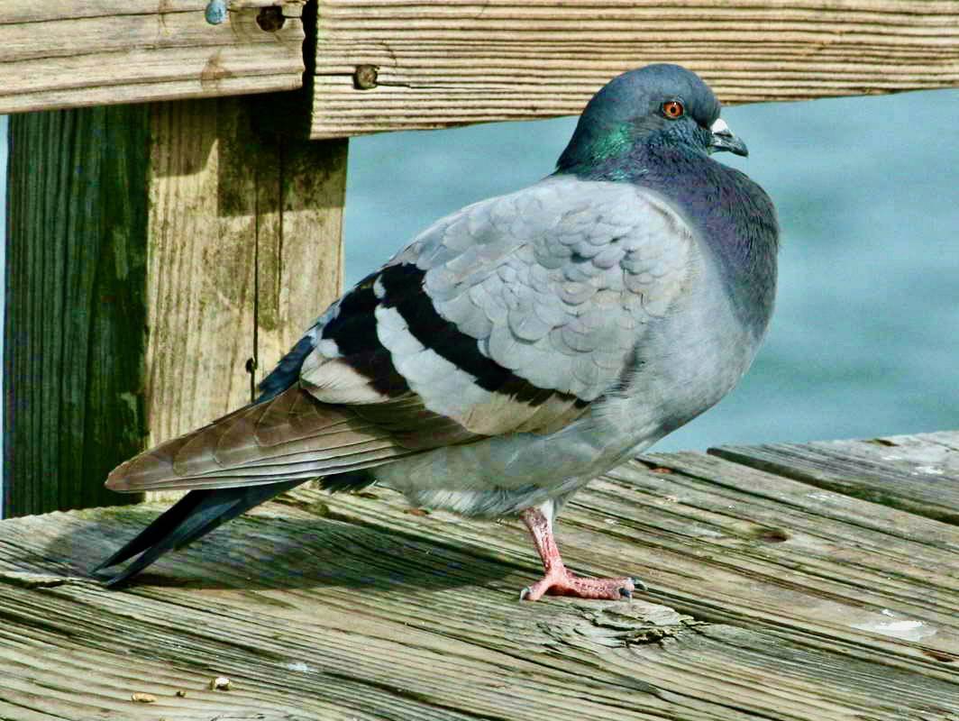 Rock Dove RWD by DickDaniels (http://theworldbirds.org/) is licensed under CC BY-SA 3.0.